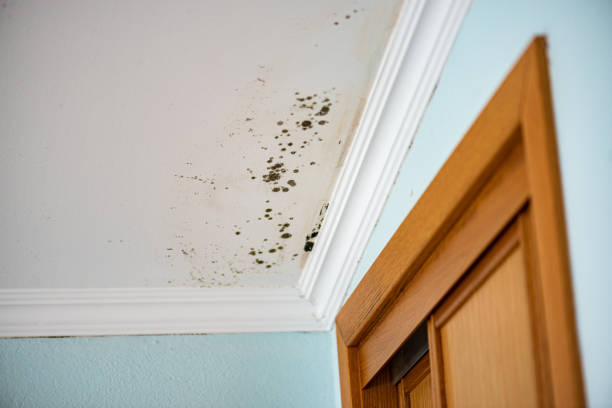 Best Residential Mold Remediation in Airport, CA