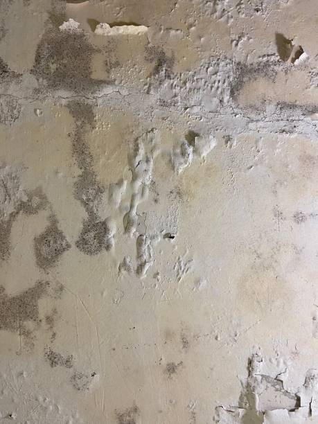Best HVAC Mold Remediation in Airport, CA