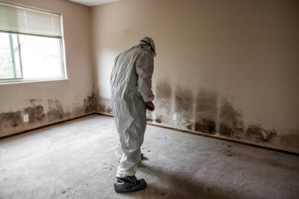 Best Crawl Space Mold Remediation in Airport, CA