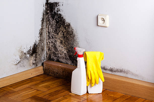 Best White Mold Remediation in Airport, CA